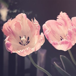 Fertility, IVF Reproductive Health acupuncture Preston